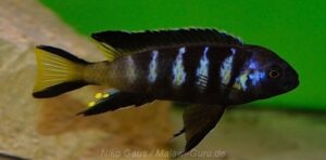 Metriaclima melissa 'Chilumba Harbour'